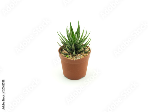 Isolated Small Cactus on white background