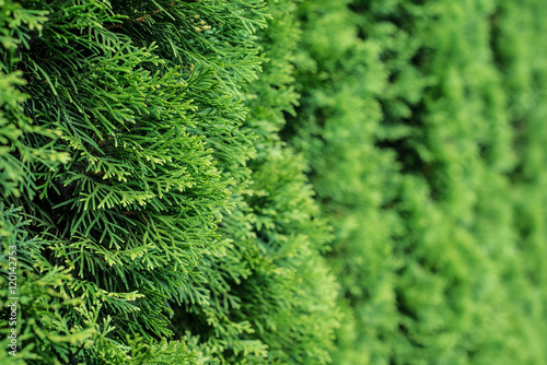 White cedar background.