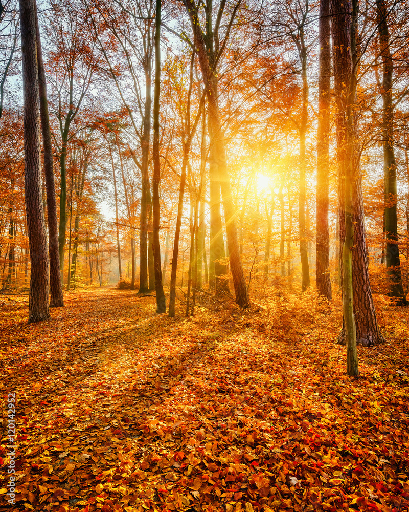 Obraz premium Vibrant sunset in the autumn forest