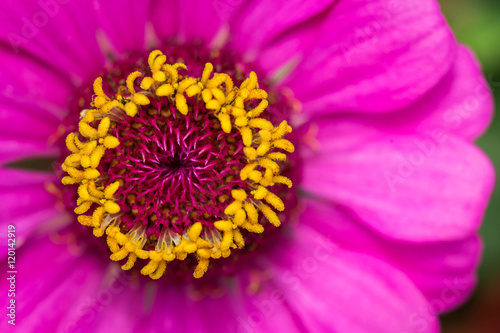 Beautiful pink flower  close up shot.