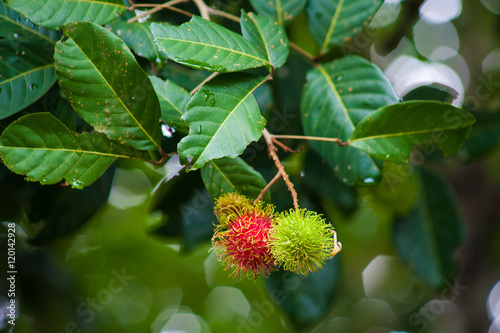 Rambutan Tree a Tropical Fruit