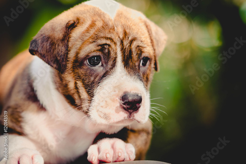 pitbull puppy dog © tiverylucky