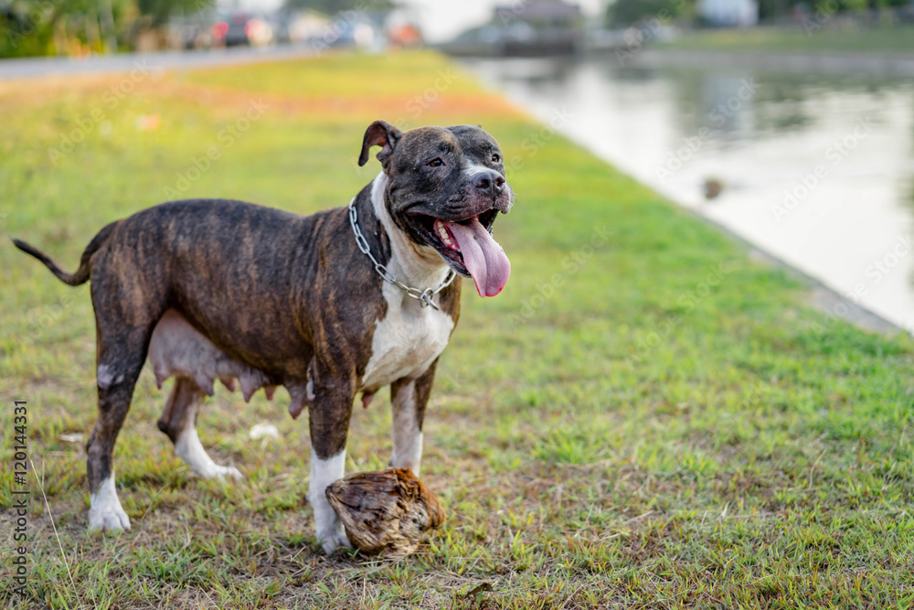 pitbull puppy dog