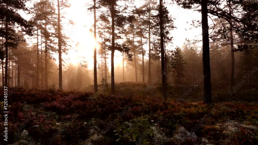 swedish forest in summer - sweden swedish forest in summer - sweden
