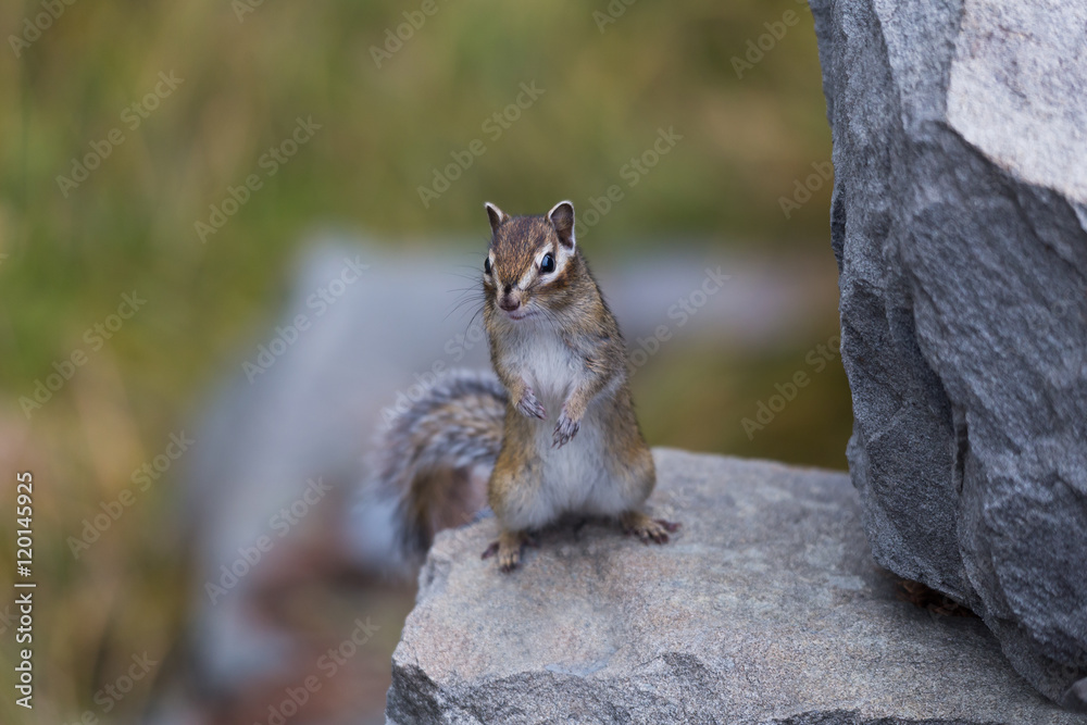 little chipmunk on the rocks little chipmunk on the rocks