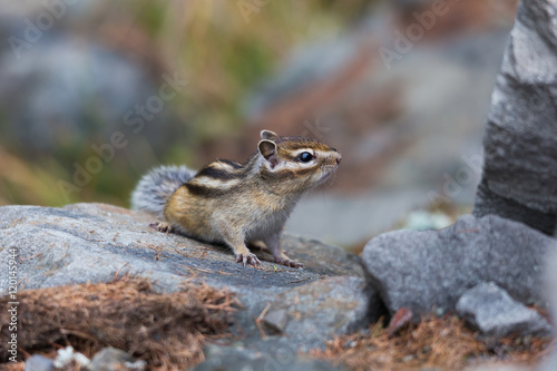 little chipmunk on the rocks © asb63