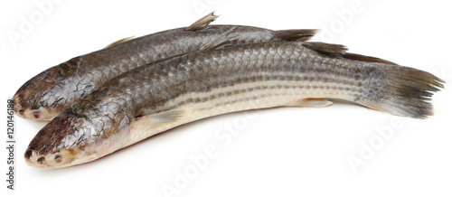 Bangladeshi local fish