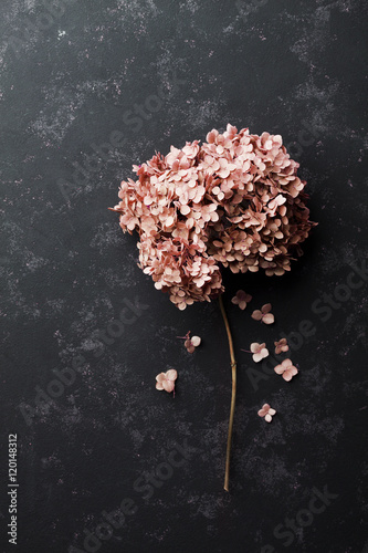 Fototapeta Wysuszona kwiat hortensja na czarnego rocznika stołowym odgórnym widoku. Płaski układ.
