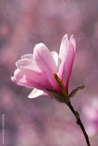 Magnolia flower in spring time vertical image