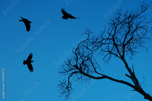 Silhouette of a crows flying against bright sky