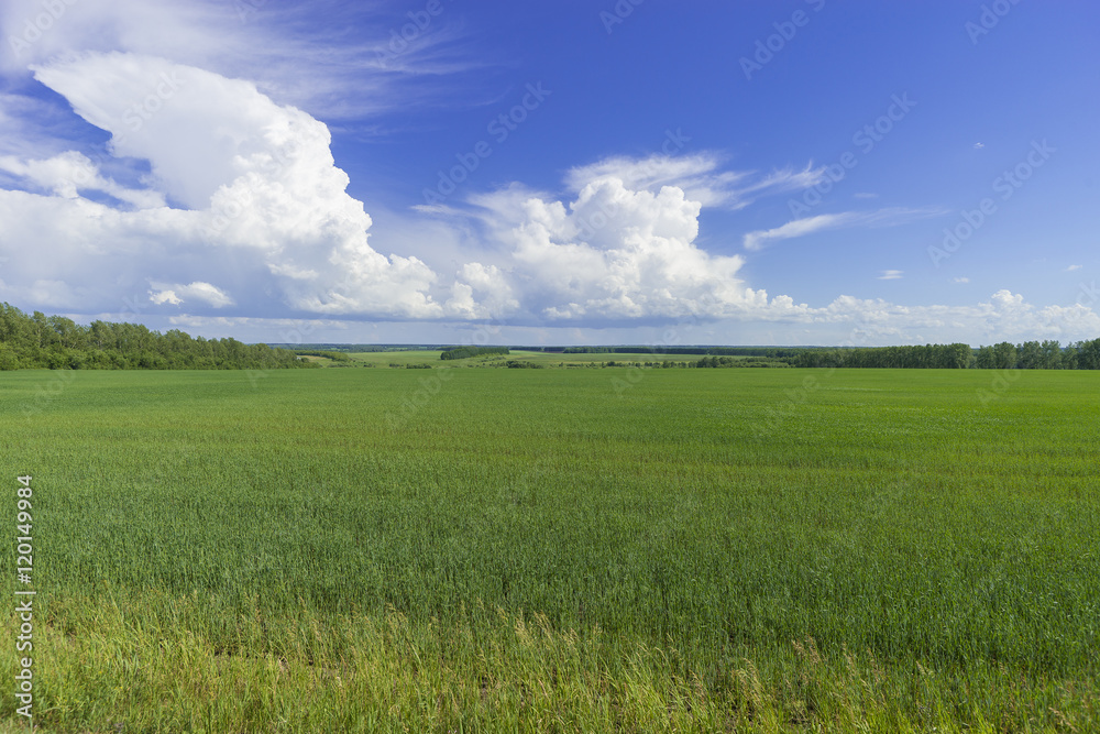 Summer landscape with agricultural field and white clouds on the blue sky. Summer landscape with agricultural field and white clouds on the blue sky.