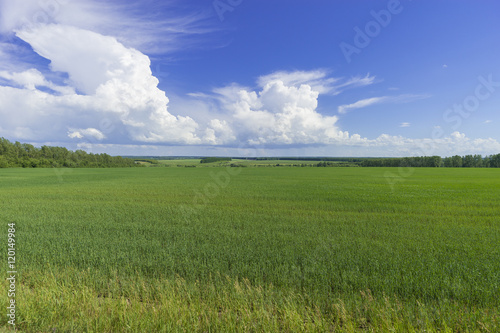 Summer landscape with agricultural field and white clouds on the blue sky. 