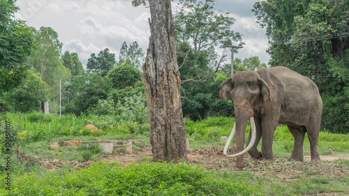 Thai Long elephant tusks at 