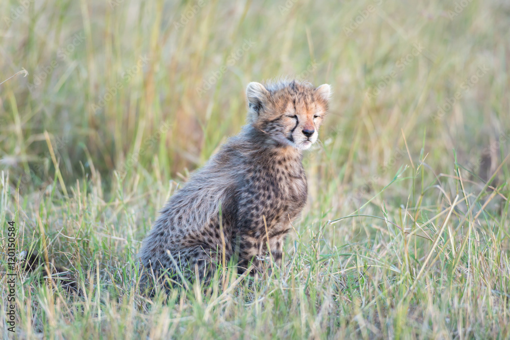 Obraz premium Cheetah cub