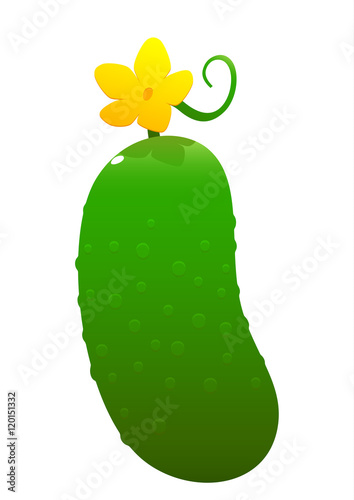 bright juicy cucumber cartoon over white background