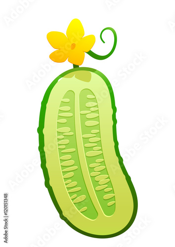 bright juicy cucumber cartoon over white background