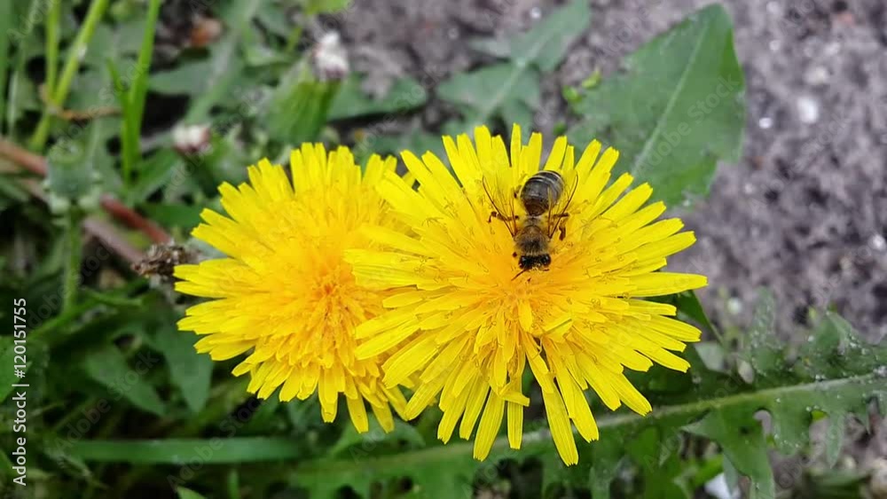 Bee on the yellow dandelion flower/Bee on the yellow dandelion flower Bee on the yellow dandelion flower/Bee on the yellow dandelion flower