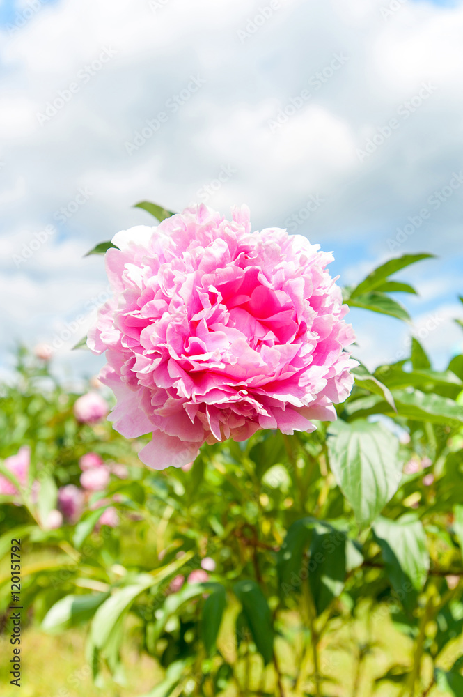 Bush with beautiful pink Minuet peony flowers