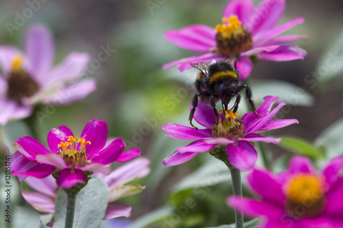 A bumblebee is eating on a pink flower. Closeup