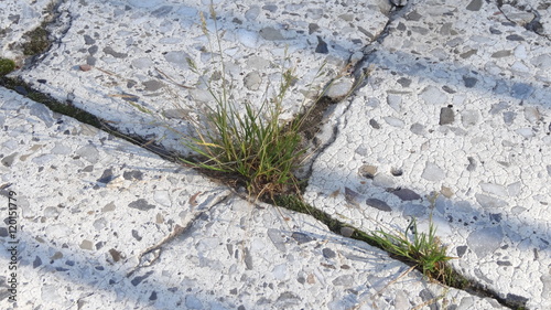 Grass growing in the cracks between garden tiles