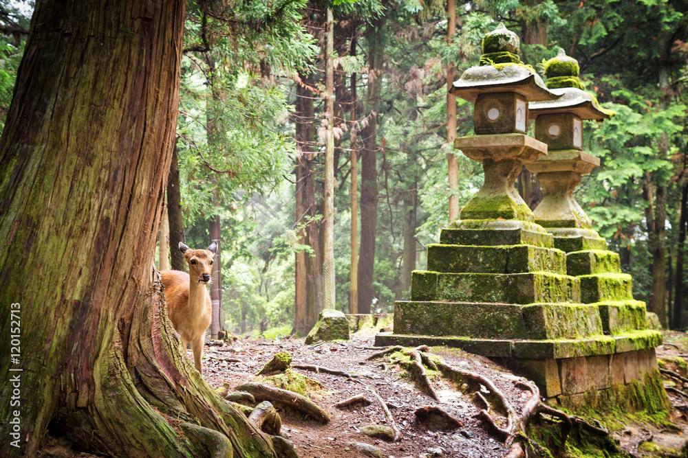 Obraz premium Young sika deer in Nara Park