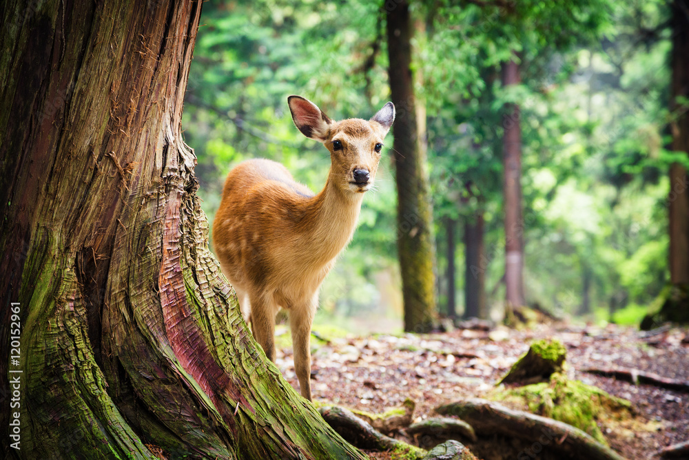 Young sika deer in Nara Park Young sika deer in Nara Park