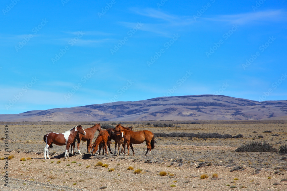 The herd of mustangs grazing in the prairie