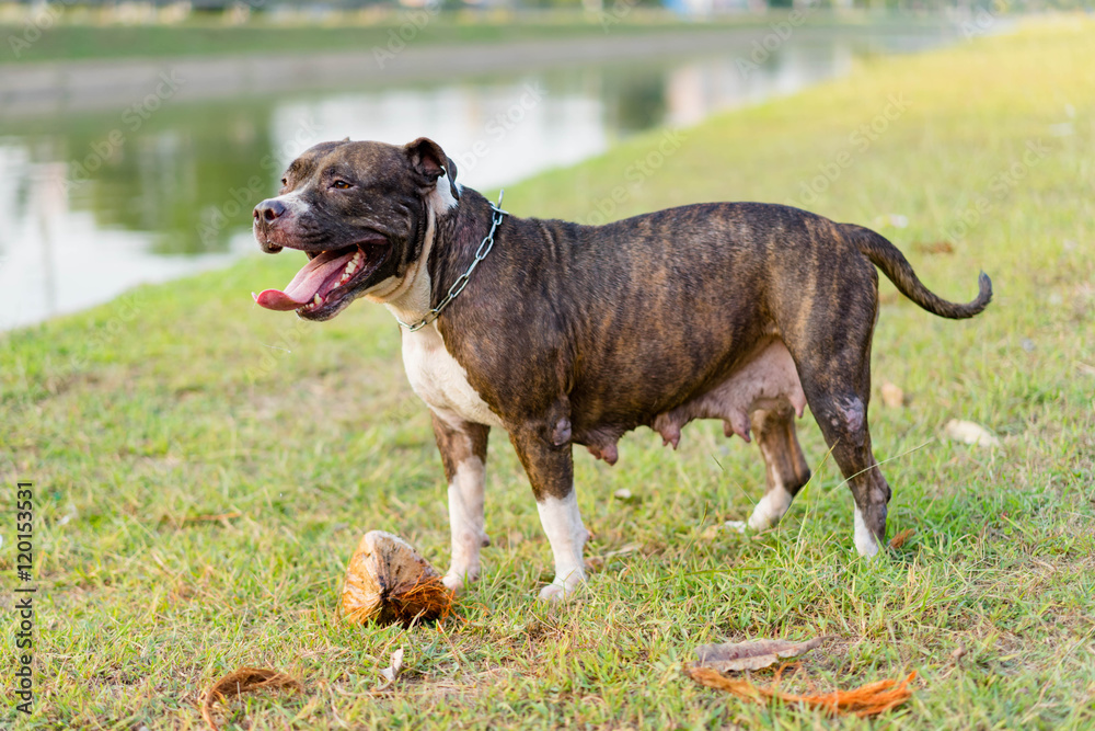 pitbull puppy dog