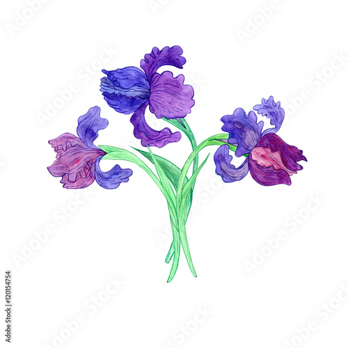 Fototapeta Naklejka Na Ścianę i Meble -  watercoolor drawing blue irises
