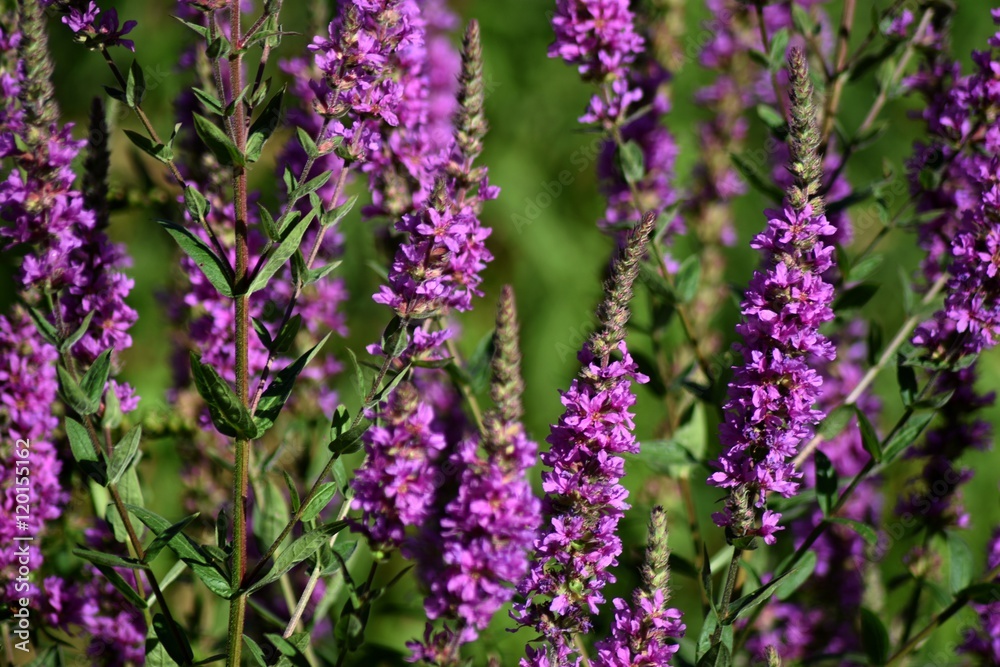 Obraz premium Arbre en fleur