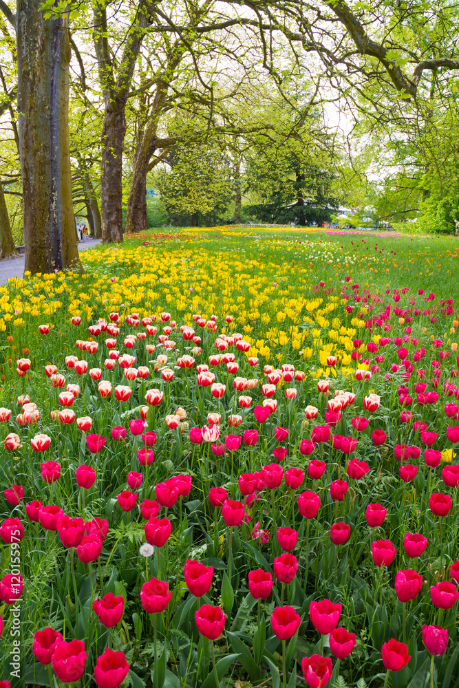Many different tulips in the spring park of Mainau island Many different tulips in the spring park of Mainau island