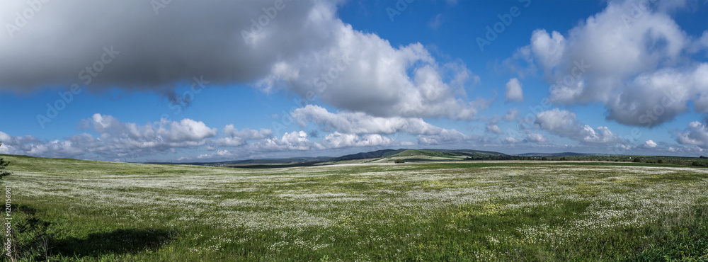 field of daisy flowers field of daisy flowers