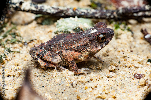 True toad  Ingerophrynus sp 