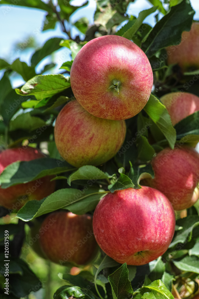 Ripe red organic apples on the tree Ripe red organic apples on the tree