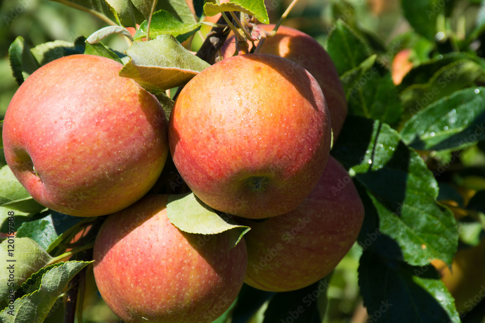 Obraz premium Ripe pink organic apples on the tree