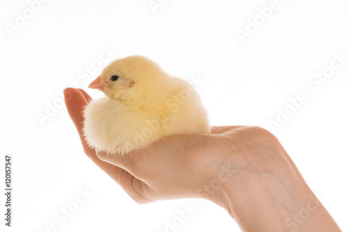 Cute little chicken in the hand isolated on the white background