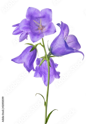 five violet large bellflowers isolated on white