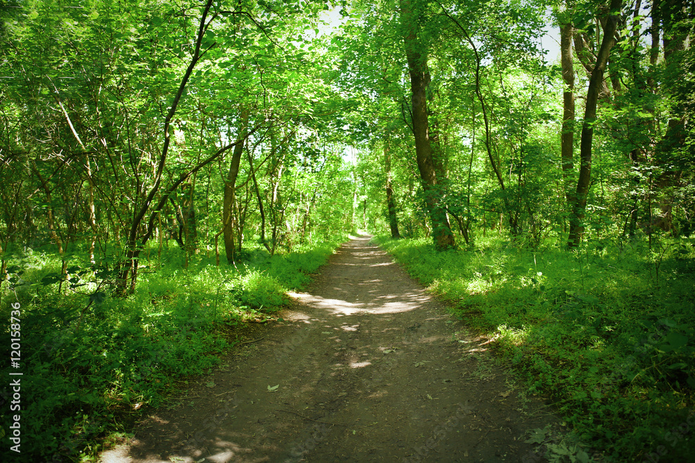 Path in green forest