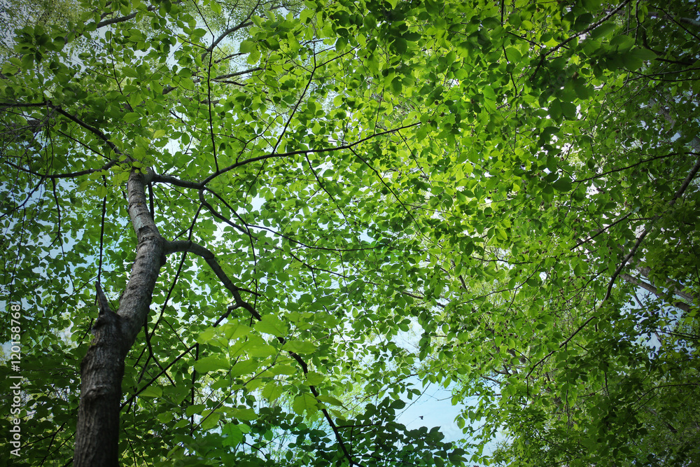 Fototapeta premium Top of forest trees