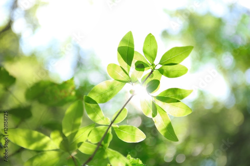 Green foliage, closeup