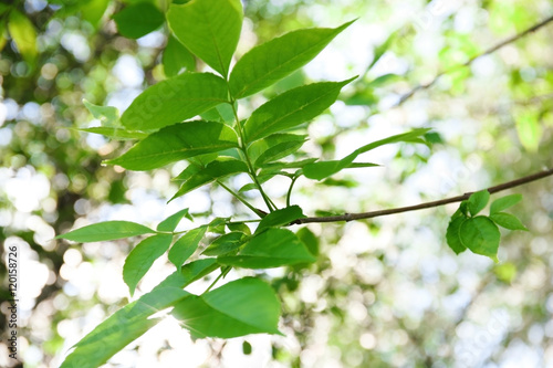 Green foliage, closeup