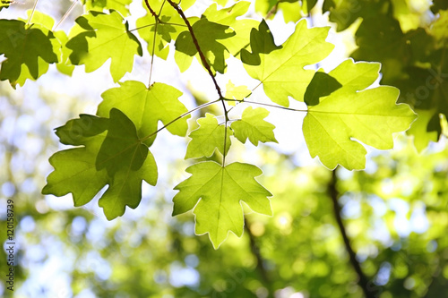 Green foliage, closeup