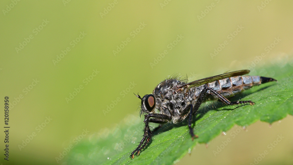 Horsefly on a green leaf against a blurred green background Horsefly on a green leaf against a blurred green background