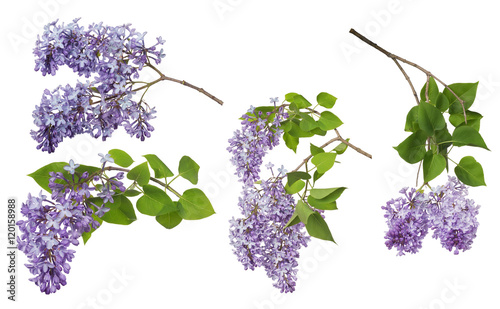 light color isolated lilac inflorescences collection photo