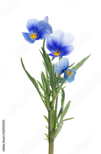 three pansy blue blooms on stem