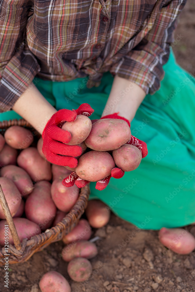 Freshly potatoes in the hands of a women. Harvesting potatoes from soil in basket. 