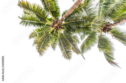 palmes de cocotiers sur fond blanc
