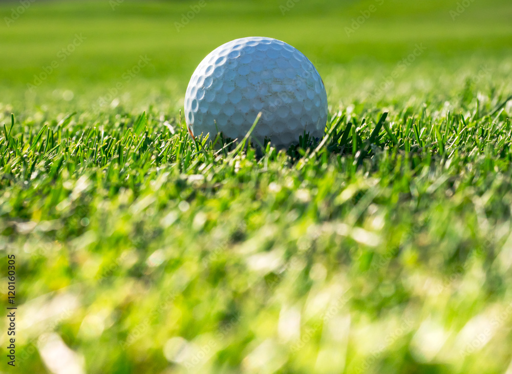 Obraz premium Background with green grass and golf ball for golf club concept.