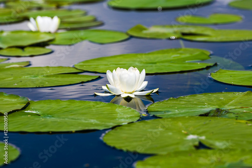 Waterlilies in the Danube Delta