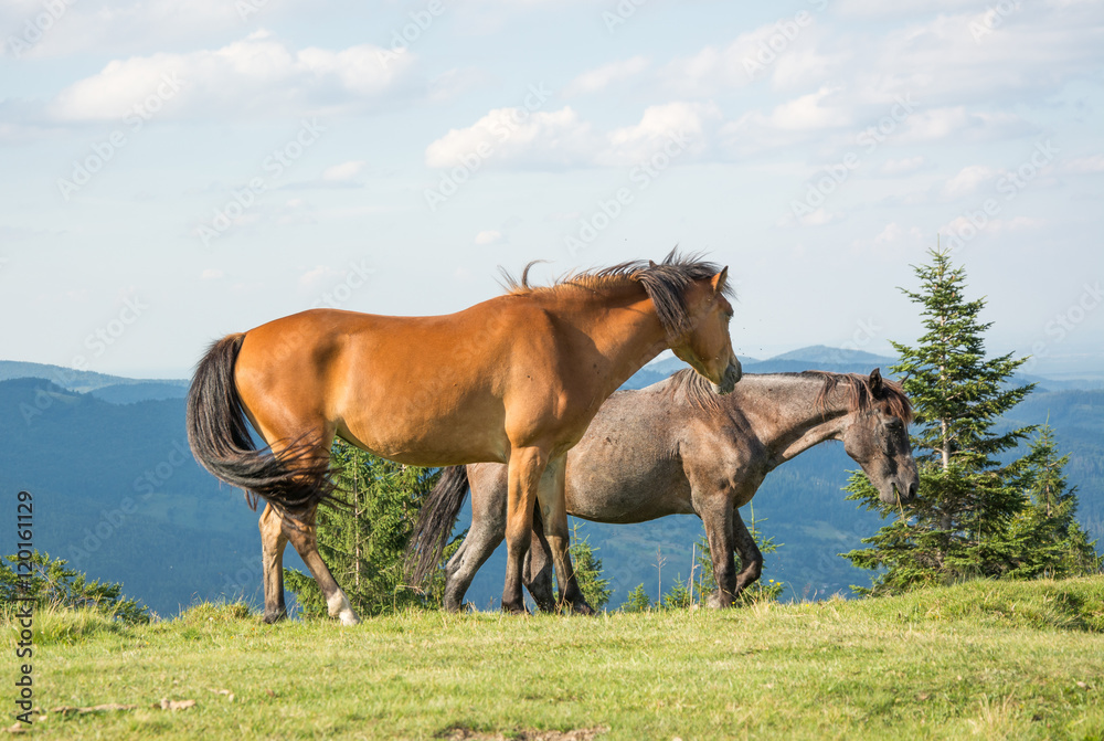 Obraz premium Horses graze in the mountains meadow